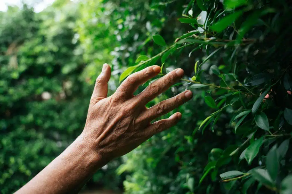Hand of senior elderly person touching green plant leaf at yard. Hochwertiger Poolabdeckungen aus deutschem Qualitätsglas, langlebig, umweltfreundlich und wetterbeständig, perfekt für nachhaltigen Schutz und innovative Pooltechnik.